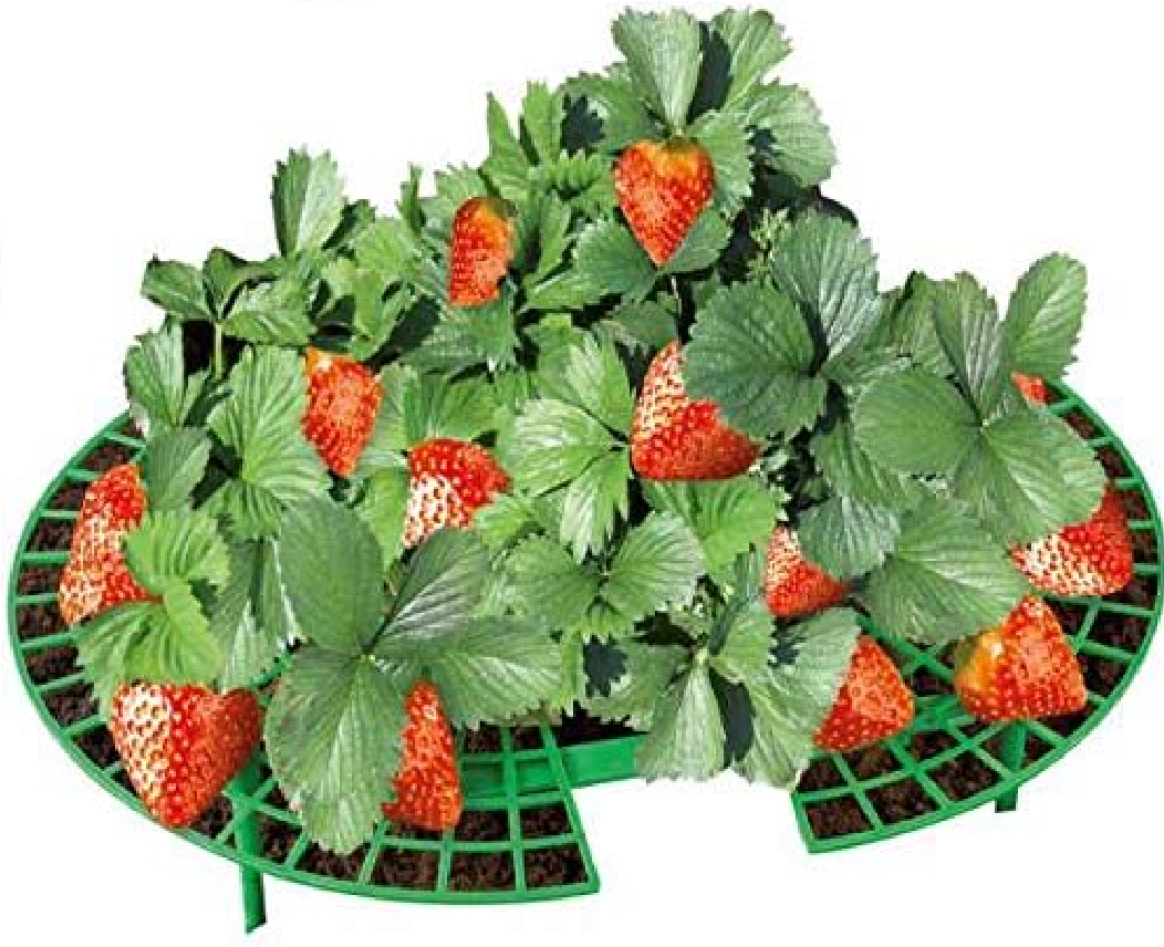 Erdbeer-Reifer, 5er Set Erdbeeren erhöhen Erdbeerreifer bessere Reifung von Erdbeeren Erdbeeren Besser Reifen Erdbeeren ohne Schimmel